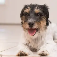 Uroczy piesek leży na podłodze, dysząc szybko po zabawie. Jego język wystaje, a oczy patrzą z zaciekawieniem.