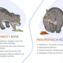 Ilustracja pokazuje dwa koty: jeden wymiotuje, drugi regurgituje. Objawy zatrucia u kota mogą być różne.