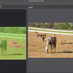 Photoshop-Fenster zeigt die Funktion "Inhaltsbasiert füllen" mit einer Kuhauswahl auf einer Weide mit Pferden. Einstellungen für das Füllen sind sichtbar.