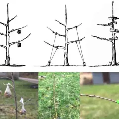 Jak przycinać śliwy zdjęcia - efektywne techniki, które musisz znać