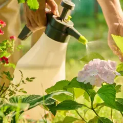 Ręce spryskują hortensję i róże naturalnym opryskiem z pokrzywy, dbając o zdrowie roślin w ogrodzie.