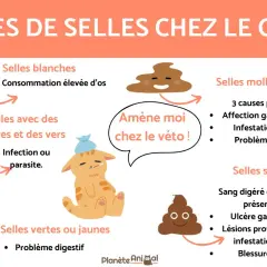 Selles sombres chez le chat : sang digéré, ulcère, infestation parasitaire ou blessure anale. Amène ton chat chez le vétérinaire !