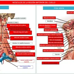 Todo sobre los músculos del cuello: funciones, tipos y salud cervical