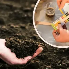 Badanie pH gleby za pomocą papierka lakmusowego. Czy dolomit jest szkodliwy? Odpowiedź zależy od potrzeb Twoich roślin i pH gleby.