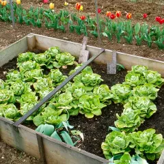Un potager en carré avec de jeunes semis de salade bien verts. Des tulipes colorées bordent le jardin.