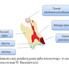 Nagły ból zęba? Obowiązek dentysty i Twoje prawa!