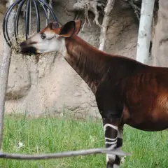 Okapi, jak z sen o okapi, je w trawie, jedząc z metalowego podajnika.