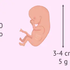 Feto de 10 semanas de embarazo, tamaño de fresa, 3-4 cm y 5 g.