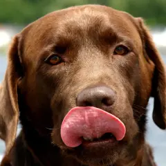 Czekoladowy labrador z językiem na nosie. Zastanawiasz się, dlaczego pies piszczy bez powodu? Może po prostu chce się bawić!