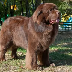 Un perro terranova marrón, uno de los perros super grandes, posa en un parque con su lengua afuera.