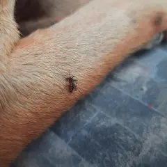 Mosquito succionando sangre de la pata de un perro, un ejemplo de los tipos de picaduras en perros.