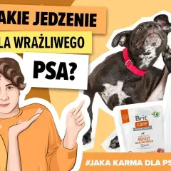 Jaka karma dla psa, który się drapie? Sprawdź skuteczne rozwiązania