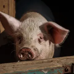 Un cochon rose, peut-être un verrat, regarde hors d'une étable en bois. La différence entre porc, cochon et verrat est subtile.