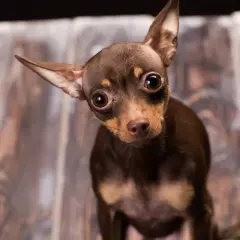 Mały, brązowy piesek chihuahua z wielkimi oczami, ciekawie przechyla głowę. Zastanawiasz się, ile waży chihuahua?