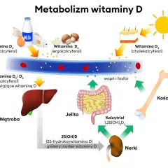 Ilustracja przedstawia metabolizm witaminy D, z zaznaczonymi źródłami, wątrobą, nerkami, jelitami i kośćmi.