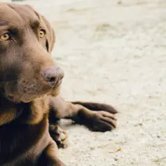 Czekoladowy labrador leży na piasku, jego oczy błyszczą. Ta librela dla psa jest gotowa na przygodę.