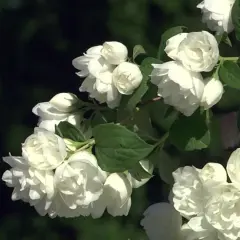 Kwitnący jaśminowiec virginal z licznymi białymi, pełnymi kwiatami na tle ciemnej zieleni.