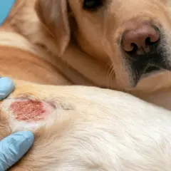 Tierarzt untersucht roten, entzündeten Hautausschlag bei einem Hund. Mögliche Dermatitis beim Hund.