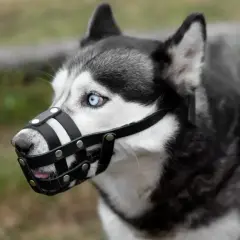 Siberian Husky z niebieskimi oczami w kagańcu. Czy pies musi mieć kaganiec? To zależy od sytuacji i przepisów.