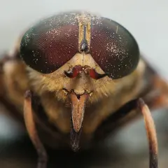 Makro zbliżenie na głowę bąka bydlęcego z wielkimi, fasetkowymi oczami i ostrym aparatem gębowym.