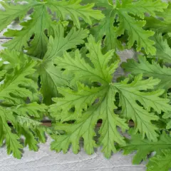 Liście pelargonii pachnącej, znanej jako anginka do ucha, ułożone na drewnianym tle.