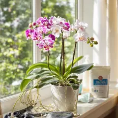 Magnifique floraison d'orchidées aux pétales roses et blancs, posées sur un rebord de fenêtre ensoleillé.