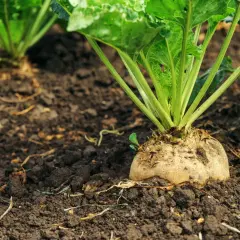 Una barbabietola da zucchero emerge dal terreno fertile, promettendo un raccolto dolce. La semina è iniziata.
