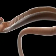 Un gusano blanquecino, posible parásito intestinal en perros, se retuerce sobre fondo negro.