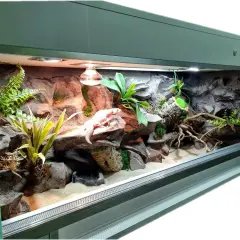 Idealne terrarium dla gekona lamparciego: skalne kryjówki, rośliny i ciepło. Gekon wygrzewa się na skale.