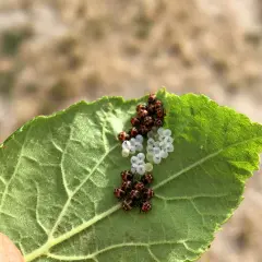 Un grappolo di uova di cimice verde, alcune bianche e altre marroni, su una foglia verde.