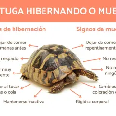 Tortuga con flechas indicando signos de hibernación (comer menos, buscar espacio, respirar lento, inactiva) y muerte (dejar de comer, no respirar, no responder, rigidez). Las tortugas hibernan para sobrevivir al frío.