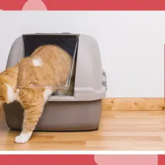 An orange cat enters a litter box. Learn how do cats know to use the litter box and solve common litter box issues.