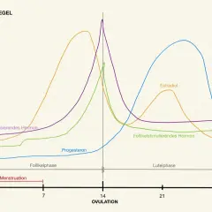 Der Hormonspiegel zeigt, was ein Zyklus ist: Menstruation, Follikelphase, Ovulation und Lutealphase, mit schwankenden Hormonen wie Östrogen und Progesteron.