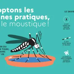 Illustration d'un moustique tigre. Pour tuer larves de moustiques javel, il faut adopter les bonnes pratiques.