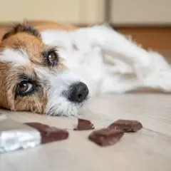 Co jeśli pies zje czekoladę? Pilne kroki, aby uratować pupila