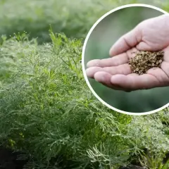 Zielony, wilgotny koper rośnie w gruncie. W okręgu dłoń trzyma nasiona kopru, gotowe do siewu.