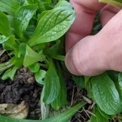Main verte, une main pince délicatement un semis de mâche.