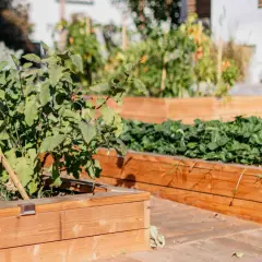 Beautiful diy planter boxes filled with lush plants, including what looks like eggplant and strawberries, create a vibrant garden scene.