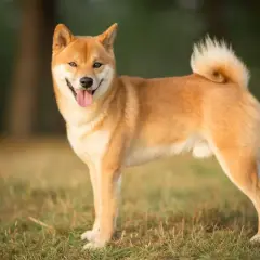 Ein freundlicher Shiba Inu steht im Gras, die Zunge hängt heraus.