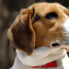 Tresura Beagle'a: Skuteczne Metody i Rozwiązania Problemów