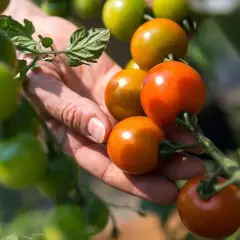 En hand plockar mogna tomater friland sorter. Gröna och orange tomater hänger på grenar i solljus.