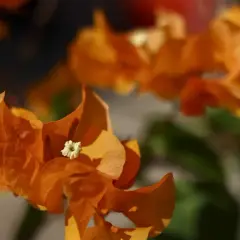 Gros plan sur des bractées orange vif de bougainvillier, avec un petit détail sur l'entretien de la plante.