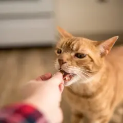 Pomarańczowy kotek chętnie przyjmuje smakołyk z ręki, co jest kluczowe, jak oswoić kota.