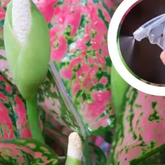 Aglaonema kwiat z pąkiem, w tle ręka z atomizerem spryskująca roślinę.