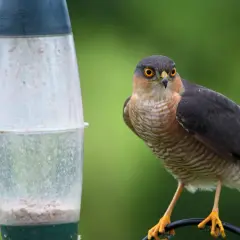 Un épervier aux yeux perçants près d'une mangeoire. Pour savoir comment faire fuir un épervier, observez sa technique de chasse.