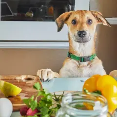 Zastanawiasz się, czy pies może jeść oliwki? Ten ciekawski piesek w kuchni z warzywami na blacie wygląda, jakby sam chciał się o tym przekonać.