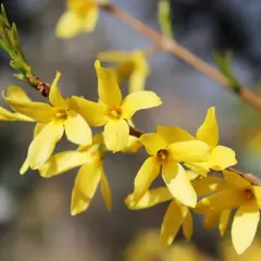 Jasnożółte kwiaty forsycji na gałązce, z zielonymi pąkami. Wiosna budzi się do życia, ukazując swoje piękne forsycja właściwości.