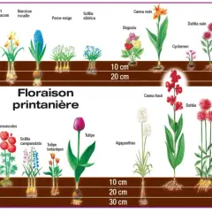 Illustration de divers bulbes de printemps et d'été, montrant leur croissance et leur floraison.