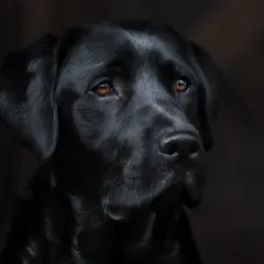 Portret czarnego labradora z brązowymi oczami na ciemnym tle.