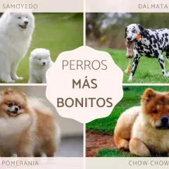 Cuatro razas de perros: Samoyedo, Dálmata, Pomerania y Chow Chow, todos ellos perros más bonitos del mundo.
